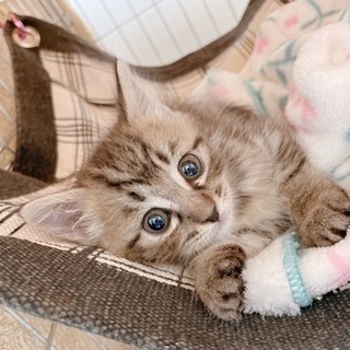 本日13:30より🍊犬猫譲渡会