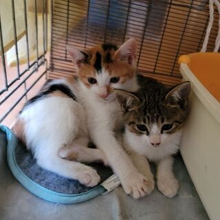 可愛い仔猫達の里親さん募集中