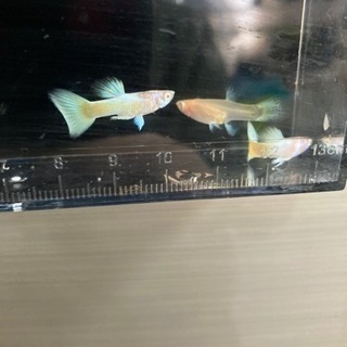 卵生メダカなど熱帯魚入荷の画像