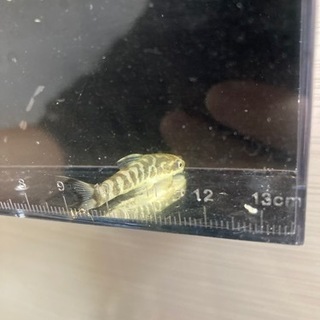 卵生メダカなど熱帯魚入荷の画像