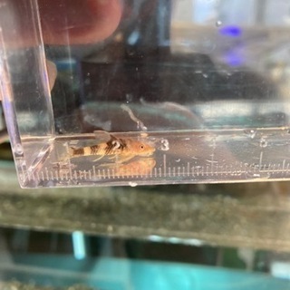 卵生メダカなど熱帯魚入荷の画像