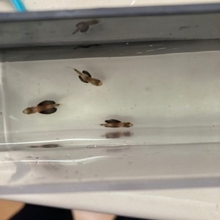 卵生メダカなど熱帯魚入荷の画像