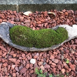 🦋コケリウム 着生植物‎ܾ ܾ 𖥧𓇣𖦥𖥧𖥣その①🦋ビオトープの引...