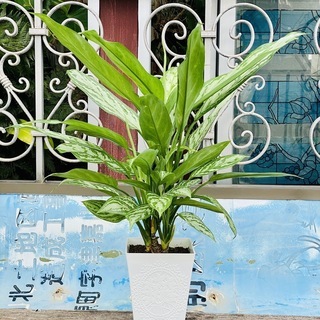 🌿観葉植物 アグラオネマ・コンムタツム②🌿
