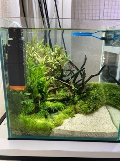 杜のメダカ30センチ水槽水草レイアウト完成品ネイチャーアクアリウム