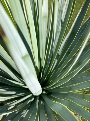 ユッカトンプソニアーナ