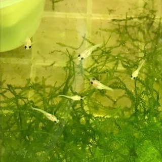 パンダ出目ダルマ・半ダルマ　稚魚の画像