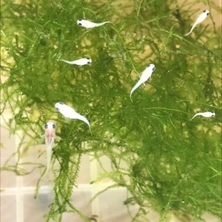 パンダ出目ダルマ・半ダルマ　稚魚の画像