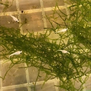 パンダ出目ダルマ・半ダルマ　稚魚の画像