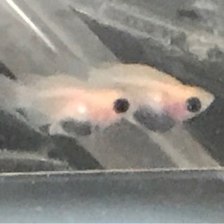 パンダ出目ダルマ・半ダルマ　稚魚