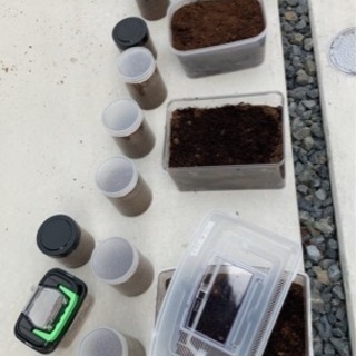 カブトムシ　幼虫　ペア　ケース　マット込み　2022年成虫になりますの画像