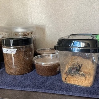 カブトムシ　幼虫　ペア　ケース　マット込み　2022年成虫になりますの画像