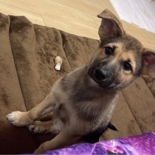 雑種犬子犬3ヶ月オス