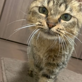 【里親さま決定しました】ありがとうございました‼︎