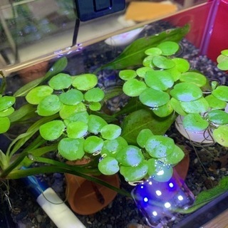 水草　浮き草2種とウォーターバコパ　3種100円