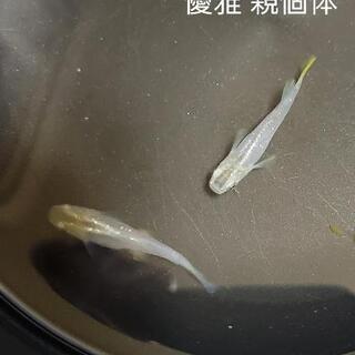 古龍めだか 優雅めだか稚魚 売り切ります