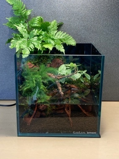 ☆杜のメダカ☆★メダカ飼育にオススメコケリウム・テラリウム完成品★20センチ