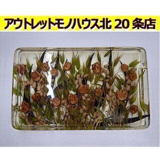 未使用品【Riccardo Marzi プレート】元箱付き ボタ...