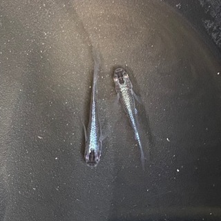 メダカ　ブラックスワン　1ペア　② 値下げしますの画像