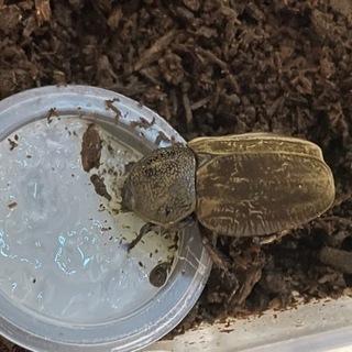 グランディスコフキカブト♀単