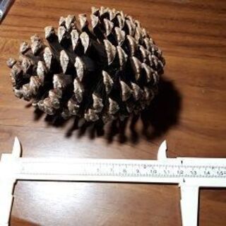 大きなまつぼっくり