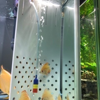 高さ45センチ隔離水槽1超最終値引き(熱帯魚水槽)仕切り板、セパレート
