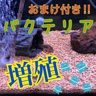 【アクアリウム用品】ゼオライト10kg