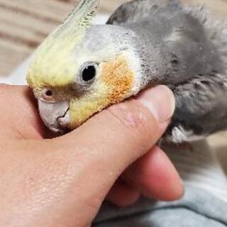 オカメインコ探しています！！