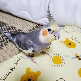 オカメインコ探しています！！ - 小牧市
