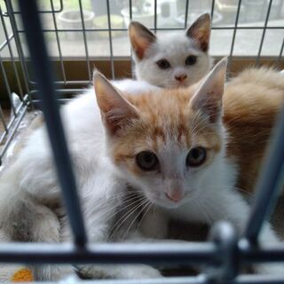 保護猫の里親募集