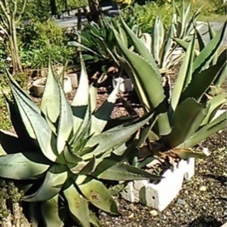 植物　アロエ　庭木