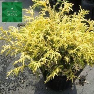 植栽譲ってください。フィリフェラオーレア・オタフクナンテン ・シ...
