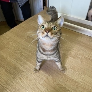 持ってこい遊びができるお利口さん