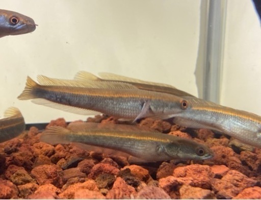 チャンナ マルリオイデス "レッド" (セントラルボルネオ産)