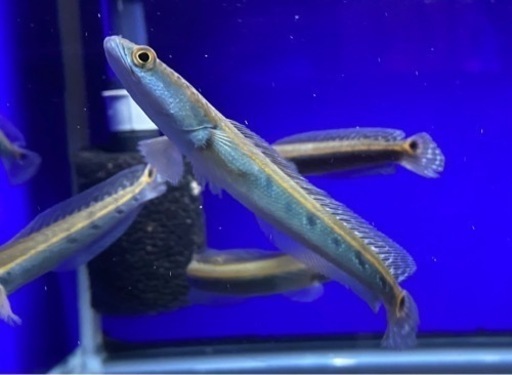 《新産地レア個体》チャンナsp."メコン"