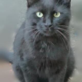 黒猫 元気な男の子 推定 一歳半くらい 