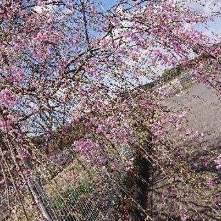 しだれ桜 10年位