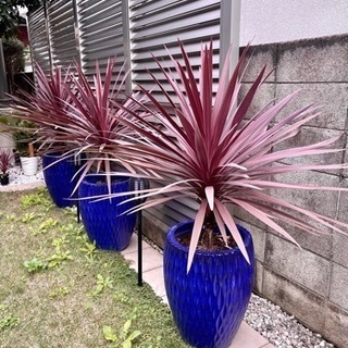 コルジリネ レッドスター おしゃれな鉢付き （残り1鉢在庫有り）観葉植物