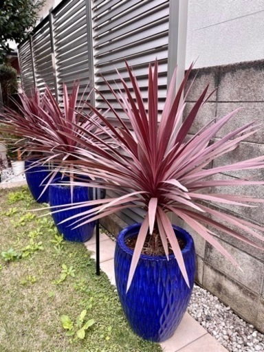 コルジリネ レッドスター おしゃれな鉢付き　（残り1鉢在庫有り）観葉植物
