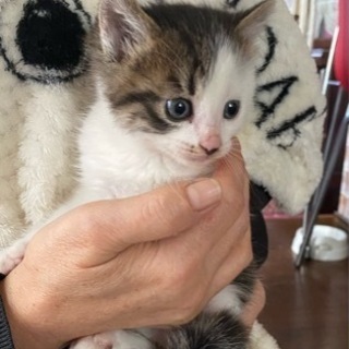 一旦受付停止します　キジ白　子猫　オス　生後5週