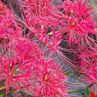 【差し上げます】ヒガンバナの球根♥至急♥
