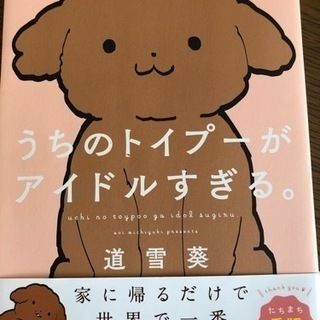 うちのトイプーが、アイドルすぎる