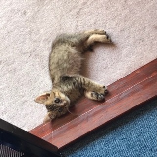 里親募集しています