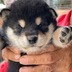 ランキングキーワードに紐づく投稿画像-子犬