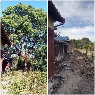 剪定、除草、庭に関してお困りごとありましたら、連絡下さい！ - 剪定/造園