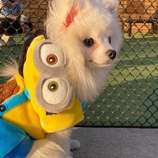 犬友達探してます。リオちゃんのママになってくれる方も探してます。