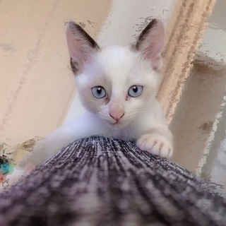 青い目が特徴♪お転婆の甘えん坊さん☆