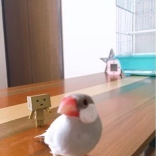シルバー文鳥探してます。