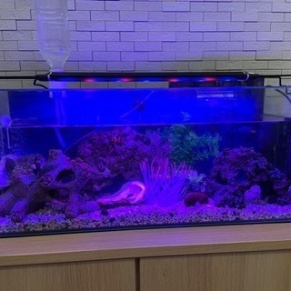 出 水槽1式(60cm)、生体、飼育用品  求 ワインセラー(取...