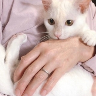 約5ヶ月のメス猫ちゃん